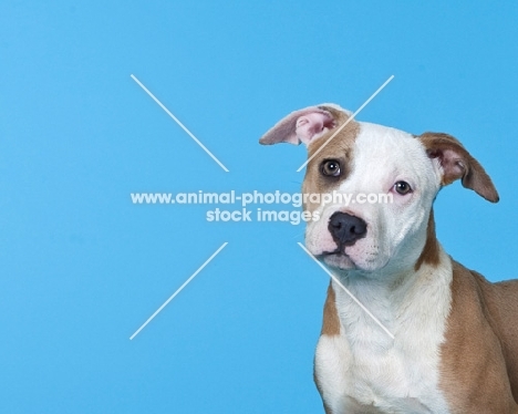 pit bull mix