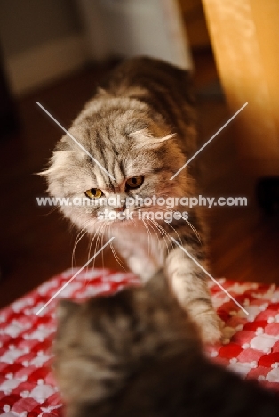 Scottish Fold cat approaching another. 