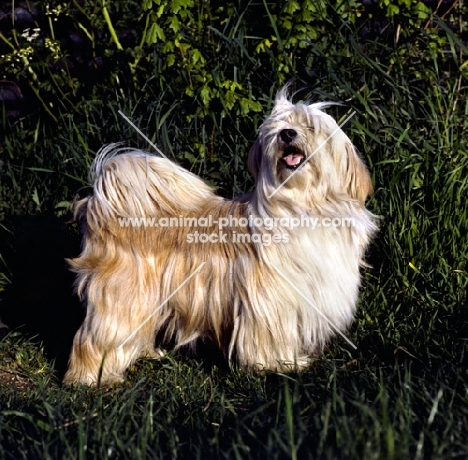 tibetan terrier standing