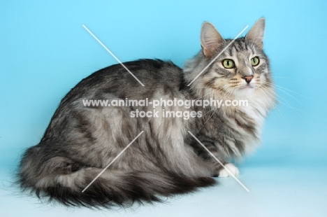 silver tabby and white norwegian forest cat sitting on blue background