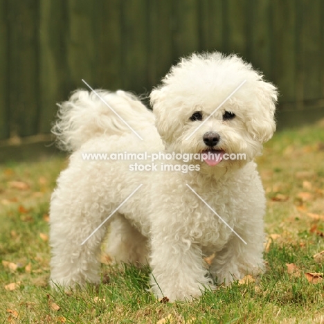 Bichon Frise on grass