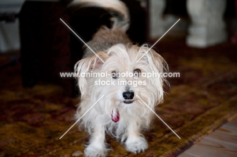 terrier mix with long ears