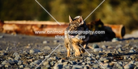 Swedish Vallhund