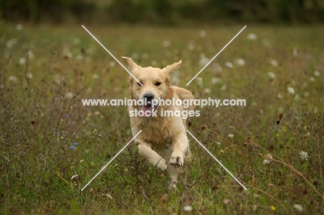 happy golden retriever jumping out of tall grass