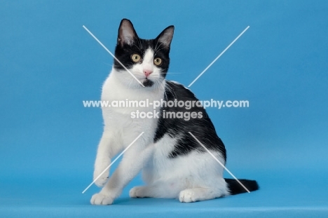 black and white cat looking away