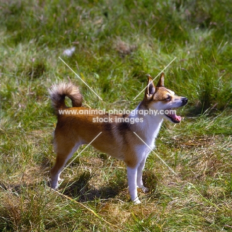 lundehund standing