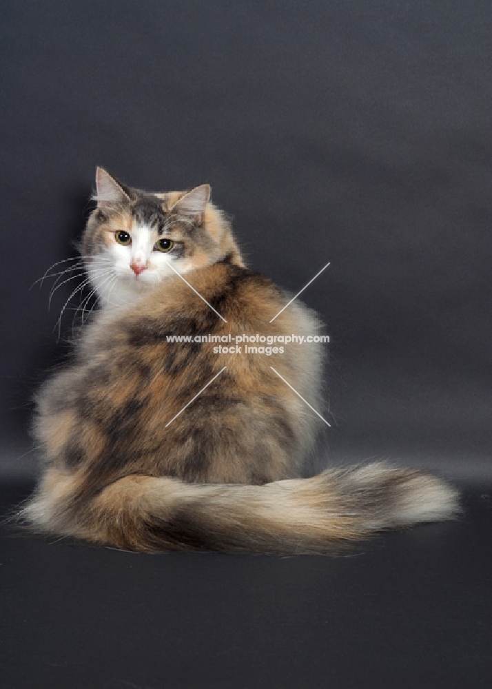 Blue Classic Torbie & White Norwegian Forest Cat, back view