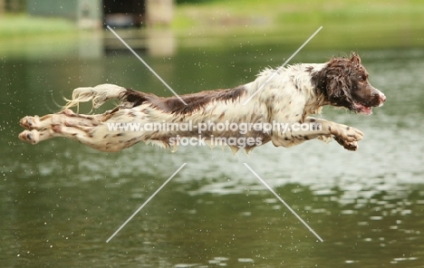 English Springer Spaniel jumping into river