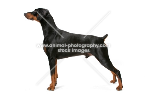 Australian Champion Dobermann posed