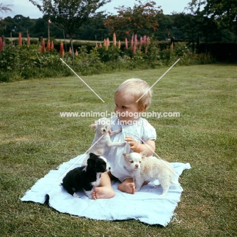 little child with three chihuahua puppies