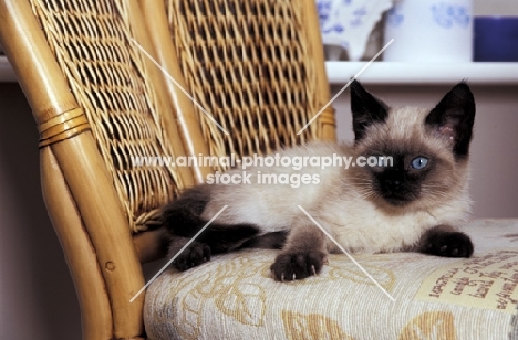 Moggie with Colourpoint Markings lying on a chair