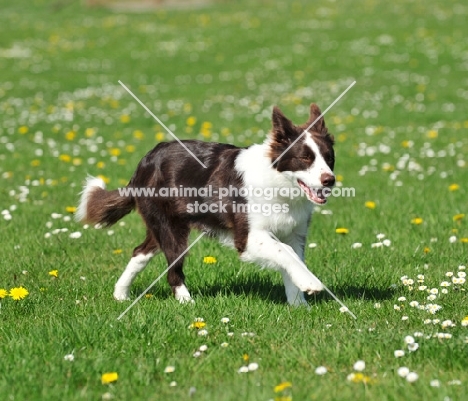 Border Collie running in field