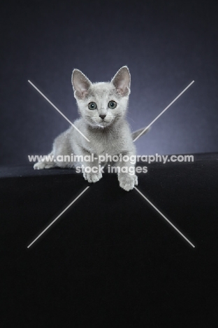 alert 10 week old Russian Blue kitten