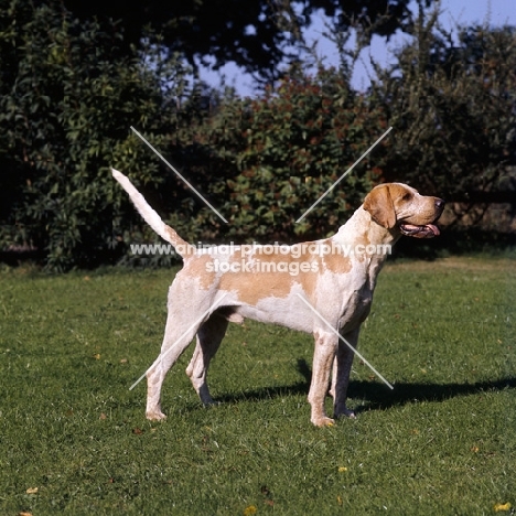 foxhound from vale of aylesbury pack