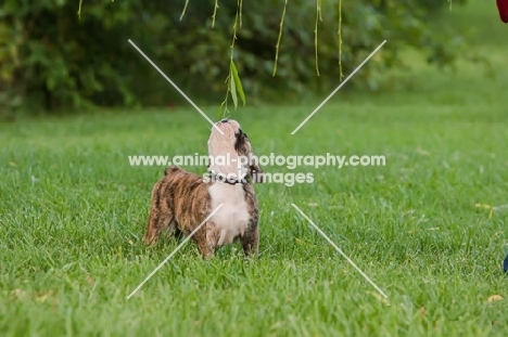 curious Bulldog puppy