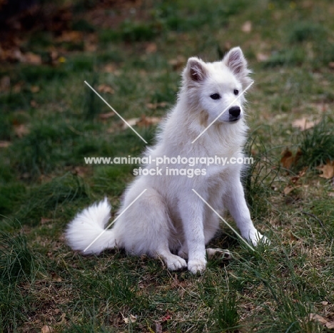 american eskimo dog sitting on grass