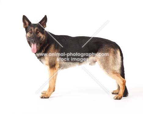 German Shepherd Dog