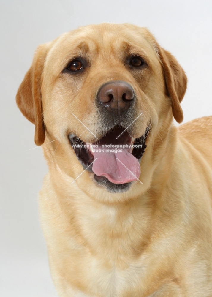 Australian Champion yellow Labrador, portrait