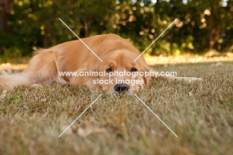 young Golden Retriever resting on grss