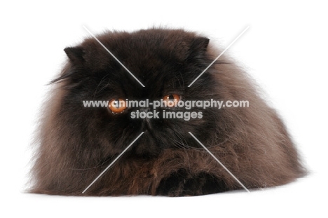 black Persian lying down on white background