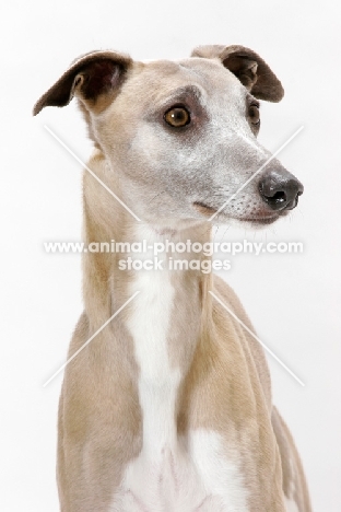 Fawn & White Trim Australian Champion
Whippet, looking away