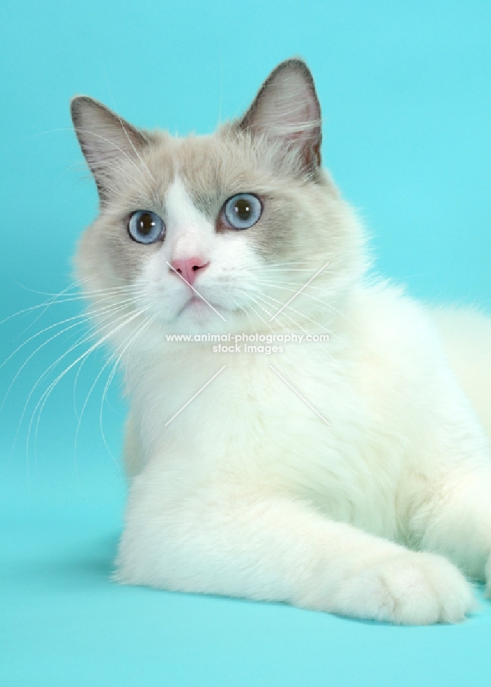 Blue Point Bi-Color Ragdoll cat