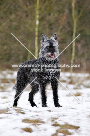 Dutch Shepherd Dog, rough haired, in snow