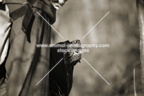 black labrador looking up at owner