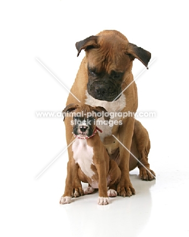 Boxer puppy and adult