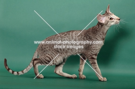 Chocolate Silver Spotted Tabby Oriental Shorthair