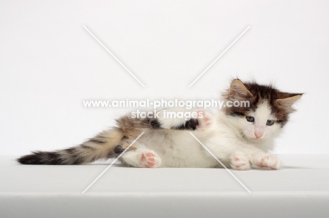 Brown Tabby & White Norwegian Forest kitten