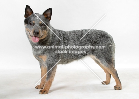 Blue Black & Tan Australian Cattle Dog