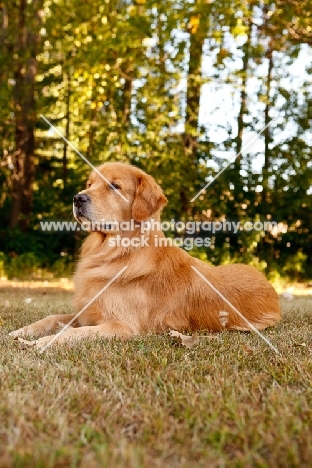 Golden Retriever lying on grass