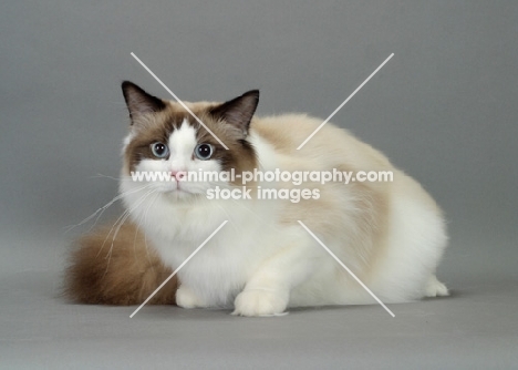 Seal Point Bi-Color Ragdoll, on grey background