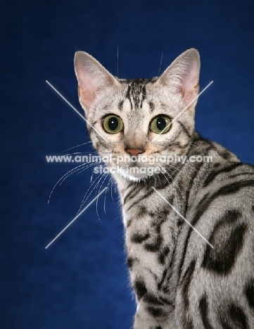 Bengal portrait on blue background