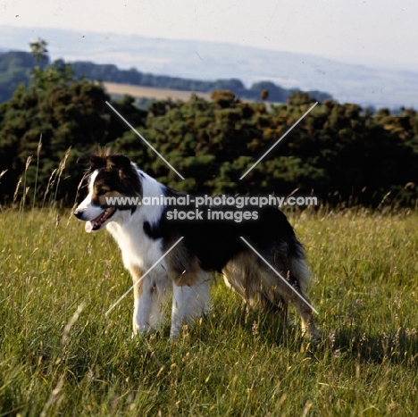 border collie, show dog, standing in a field