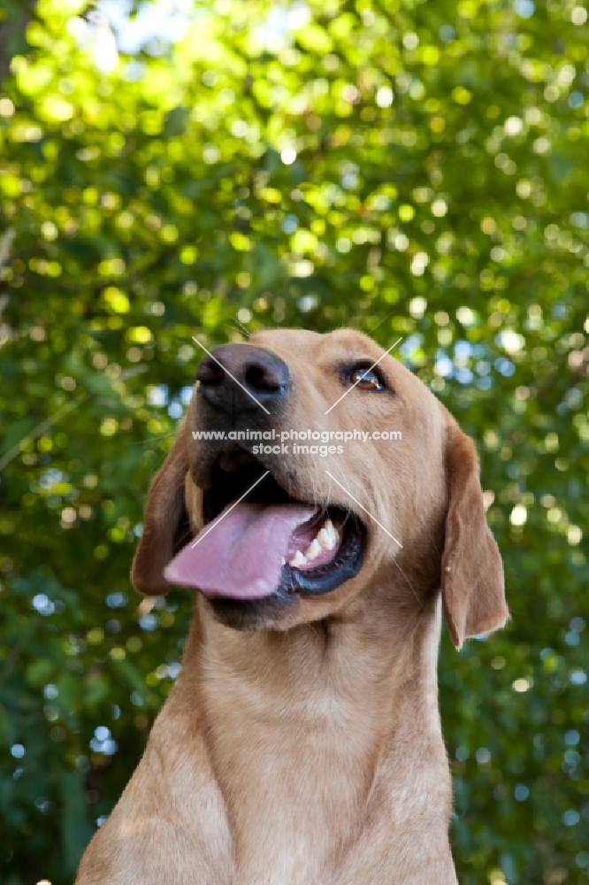 Lab looking up