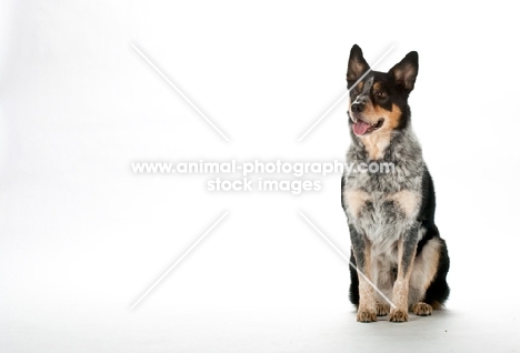 Australian cattle dog