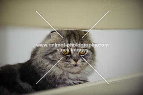 Scottish Fold Cat looking between railings. 