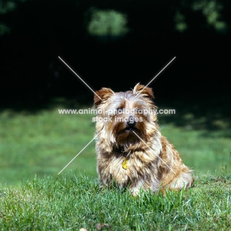 norfolk terrier with blown coat and flying ears sitting on grass