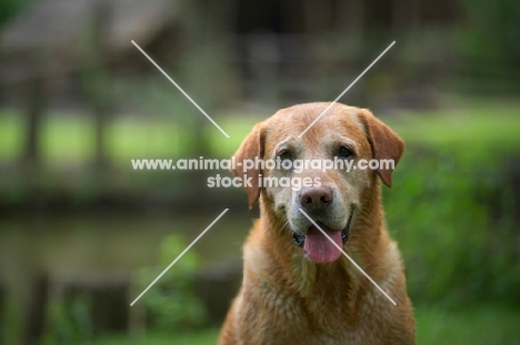 yellow labrador retriever, wet