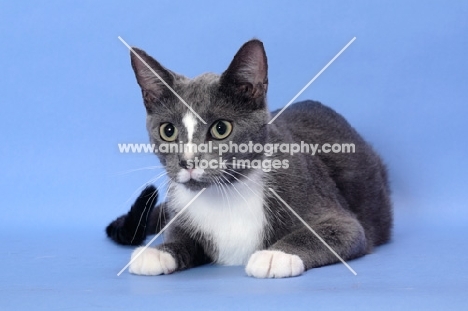 cat lying down on blue background