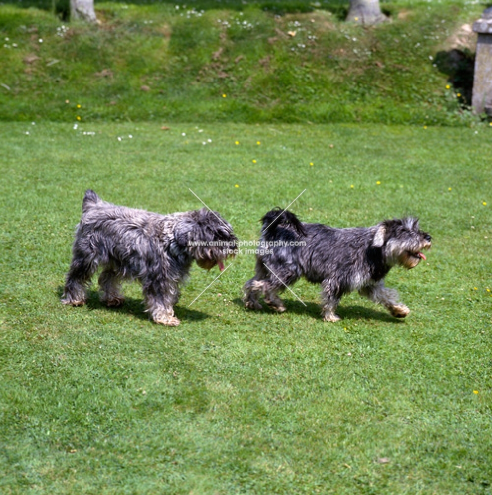 docked and undocked miniature schnauzers walking