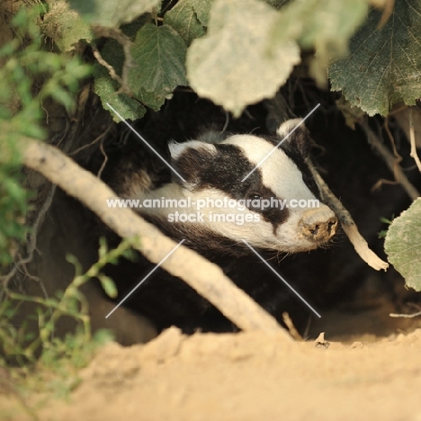 badger emerging from sett