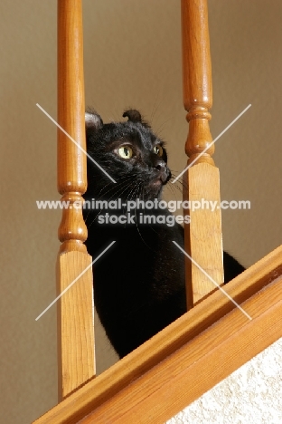 black American Curl on stairs