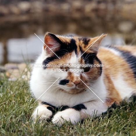 tortoiseshell and white non pedigree cat, a portrait