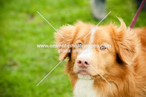 Nova Scotia Duck Tolling Retriever head study