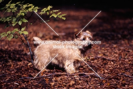 norfolk terrier standing in leaves