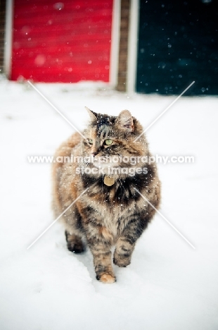 non pedigree cat in snow