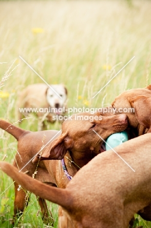 Hungarian Vizslas playing together